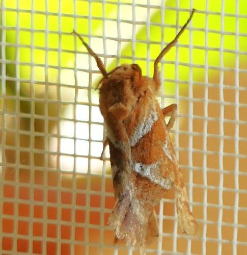 Triodia sylvina